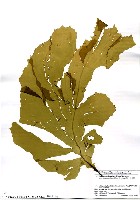 藏品(Desmarestia tabacoides Okamura)的圖片